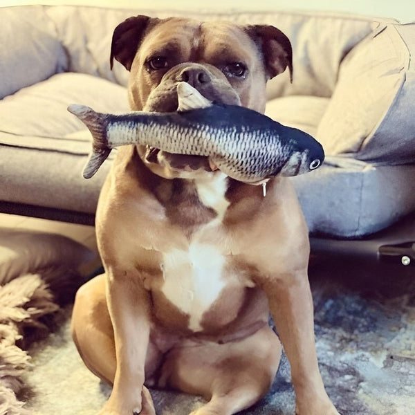 FishBop™ - Interactief plezier voor harige vrienden - Yoova