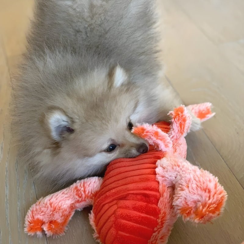 FurryPal™ - Eindeloos plezier voor je harige vriend - Yoova